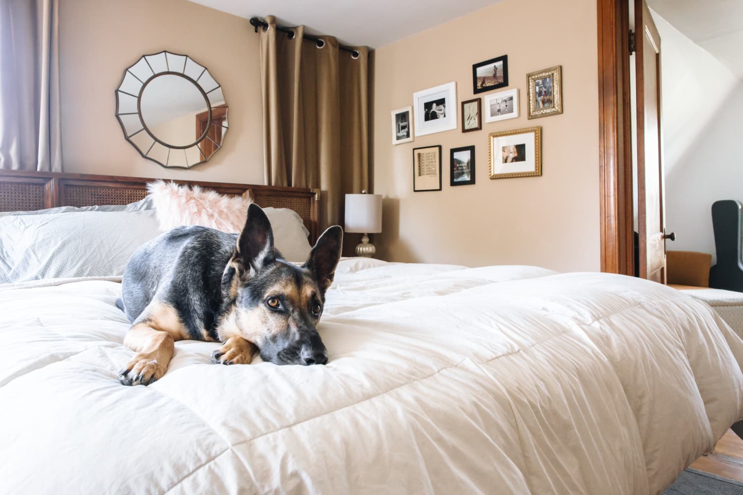 Best product for shedding on sale dogs